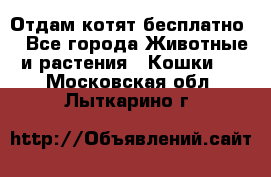 Отдам котят бесплатно  - Все города Животные и растения » Кошки   . Московская обл.,Лыткарино г.